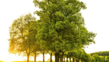 groene bomen