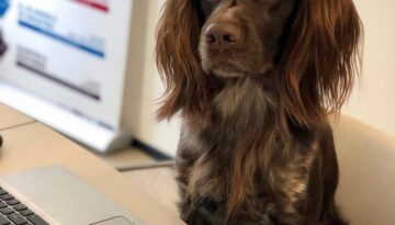 hond achter laptop